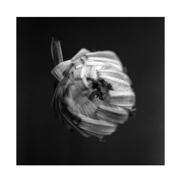 |   | A Swarm of the Sun - An Empire (2 LPs) | Records on Vinyl