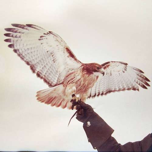 |  Vinyl LP | Jm Airis - Wild Birds (2 LPs) | Records on Vinyl