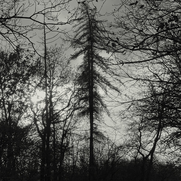 |   | Curse All Kings - Feral Earth (LP) | Records on Vinyl