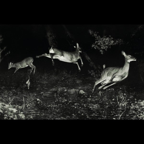 |  Vinyl LP | Wordcolour - Trees Were Buzzing, and the Grass. (LP) | Records on Vinyl