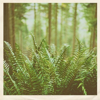 Mtbrd - Just Visiting (Single) Cover Arts and Media | Records on Vinyl