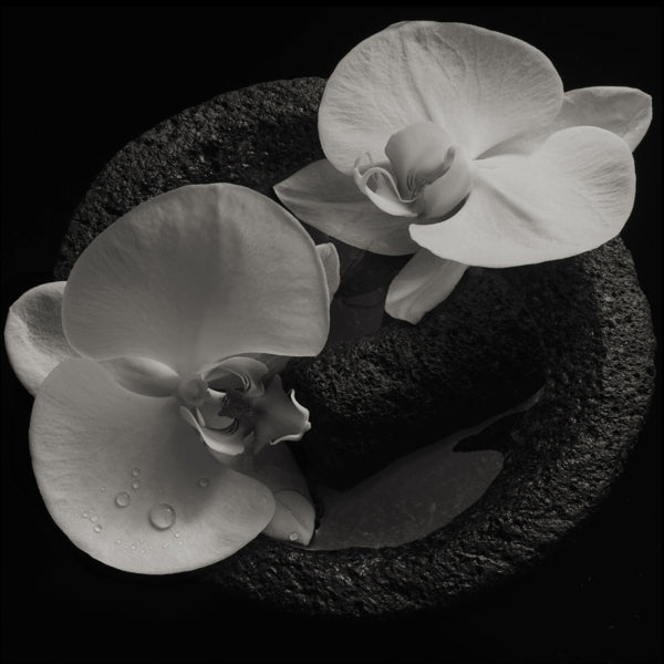  |   | Patton & Vannier - Corpse Flower (LP) | Records on Vinyl