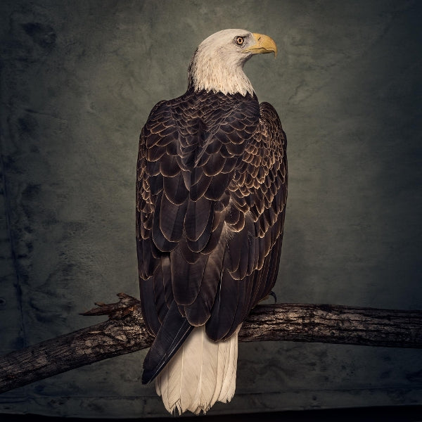  |  Vinyl LP | Clutch - Book of Bad Decisions (2 LPs) | Records on Vinyl