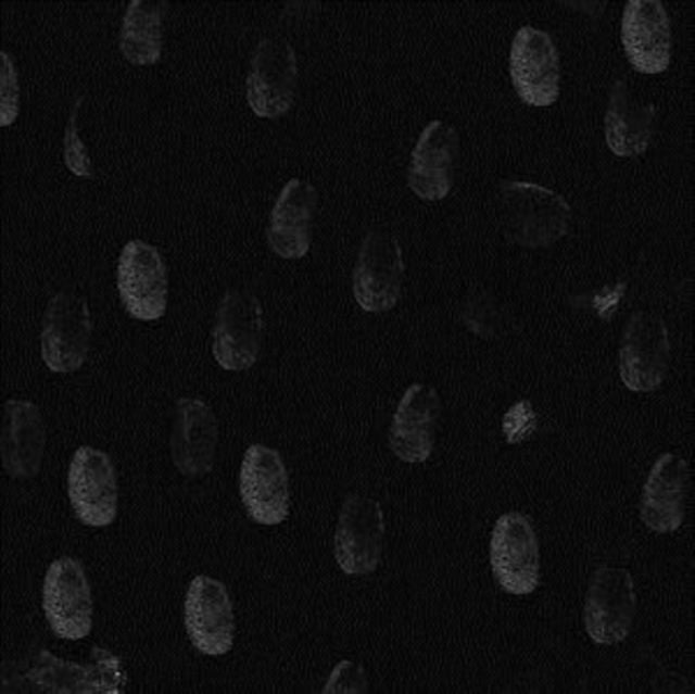  |   | Mickey Pearce - Wam Barzz (Single) | Records on Vinyl