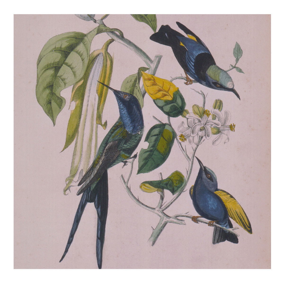 Susumu Yokota - Sakura (2 LPs) Cover Arts and Media | Records on Vinyl