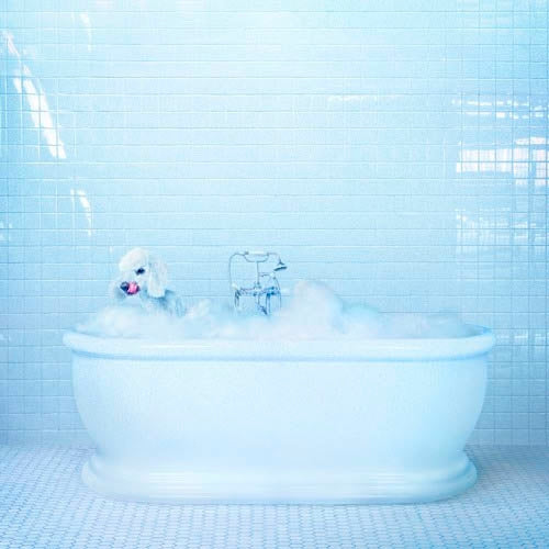 Frankie Cosmos - Vessel |  Vinyl LP | Frankie Cosmos - Vessel (LP) | Records on Vinyl