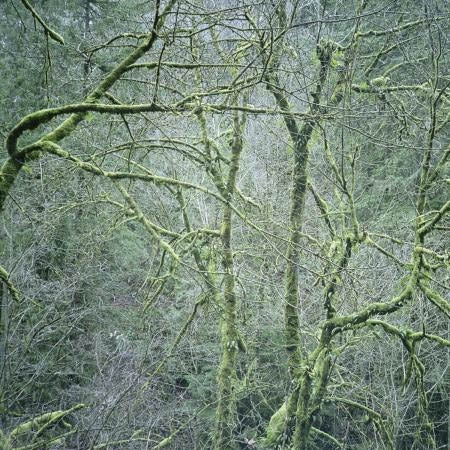 Six Organs Of Admittance - Dust & Chimes |  Vinyl LP | Six Organs Of Admittance - Dust & Chimes (LP) | Records on Vinyl